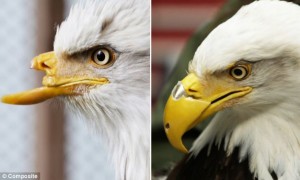 3d-printed-eagle-beak
